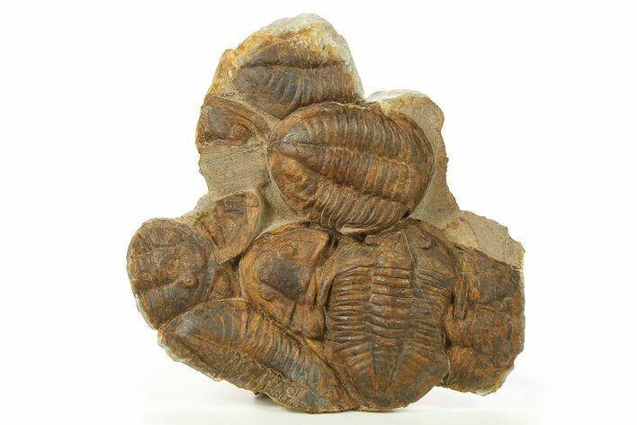 Cluster of Large Asaphid Trilobites - Taouz, Morocco #287136